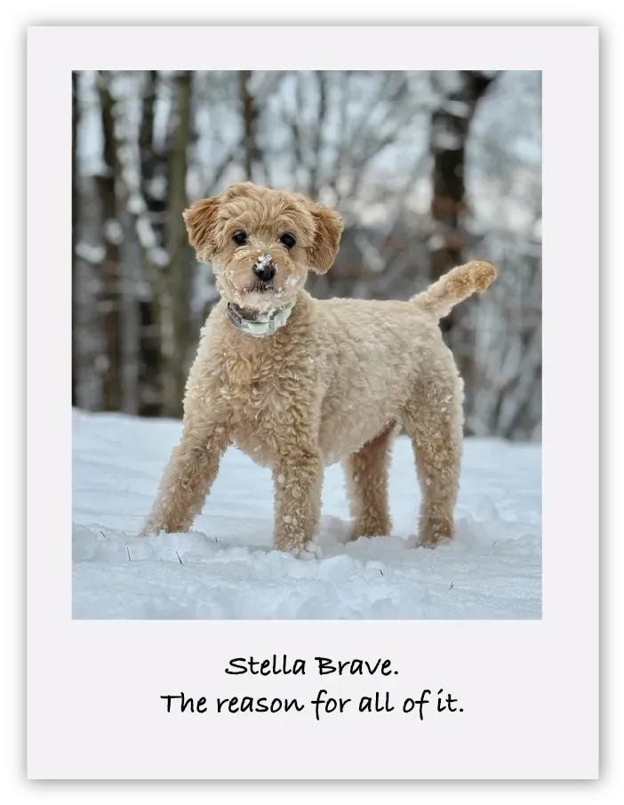 A polaroid of Stella — the dog who started it all.